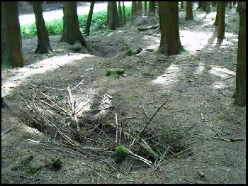 The woods south of Foy,